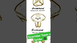 Sicariidae spider  types ofspider  shorts youtubeshorts scary spider [upl. by Ventura635]