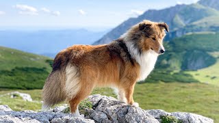 Essential Grooming Practices for Shetland Sheepdogs [upl. by Garlanda]