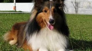 Shetland Sheepdog Sheltie [upl. by Lilias]