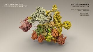 Structure of a Spliceosome Molecular Framework for Understanding PremRNA Splicing [upl. by Ziul]