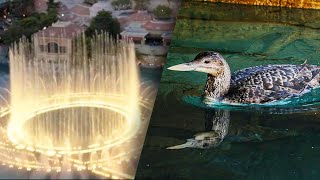 Rare Bird Found in Las Vegas Fountain Returned to Wild [upl. by Nodnorb]