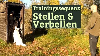 Training Stellen und Verbellen  Schutzhundesport Weißer Schäferhund [upl. by Aletta314]