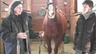 How to Clip a Horse  How to Twitch amp Body Clipping a Horse [upl. by Airegin775]