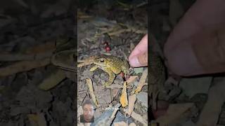 frogging animals frogling funny bigfrog cute frog froggy nature comedy [upl. by Koah668]