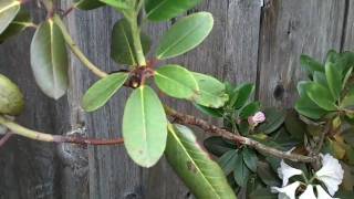 Grooming Rhododendrons [upl. by Valina]