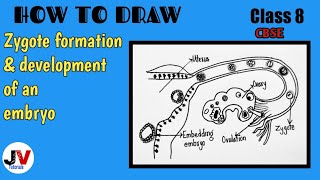 zygote formation diagram formation and development of an embryo from the zygote class 8 [upl. by Sej124]