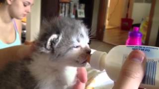 Bottle feeding one of my foster kittens 25 weeks old [upl. by Stinson]