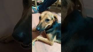 zimmy ko bhi gussa ata hai ❤😂 funny comedy doglover trending viral shorts cute comment [upl. by Danby]