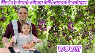 UPDATE BUAH PLUMS FULL BANGET BUAHNYA  PANEN BESAR TAHUN INI [upl. by Baptlsta561]