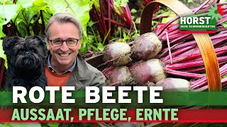 Rote Bete Aussaat Pflege Ernte Gemüseanbau amp Selbstversorgung  Horst sein Schrebergarten [upl. by Tobye421]