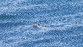 Seals at Grand Manan New Brunswick [upl. by Annhej666]