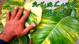 Increase Money Plant Leaf Size with This 2 Simple Trick  Money Plant Ky Leaf Ka Size Kaisy Bra Kry [upl. by Ovid]