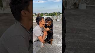 Rottweiler Daisy ko aaj kiss krdeya💋⚠️Reaction 😂rottweiler shorts viral doglover [upl. by Aivata740]