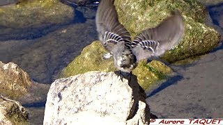 Bergeronnette grise juvénile  Faune de France [upl. by Kruse522]