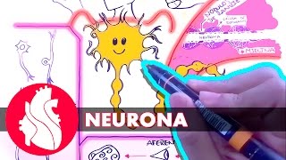 Sistema Nervioso  La neurona [upl. by Aliac]