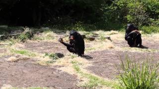 Bonobos voedermoment  Bonobo feeding time  Planckendael [upl. by Ellerey]