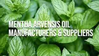 Mentha Arvensis Oil [upl. by Darelle739]