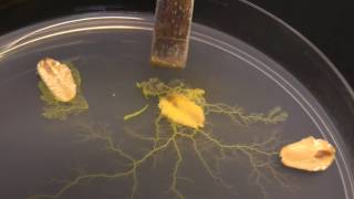 Physarum polycephalum Subculturing on clean agar [upl. by Stanly]