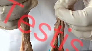 Testis male gonad testis dissection human abdomen scrotum [upl. by Grussing]