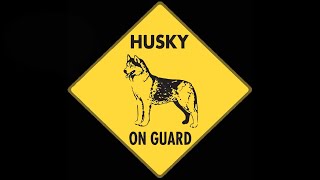 Can Siberian Huskies Be Guard Dogs An InDepth Exploration [upl. by Christianna643]