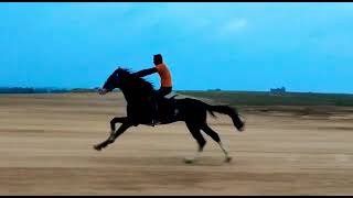 Horse Running in 80 KMPH Hassan Airport horselover [upl. by Danforth]