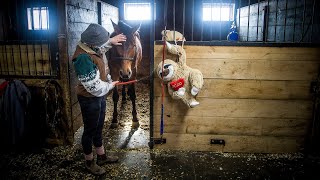 Venturing Hills battling deadly equine virus [upl. by Gard]