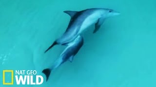 Allaitement dun bébé dauphin  Le royaume des dauphins [upl. by Edee]