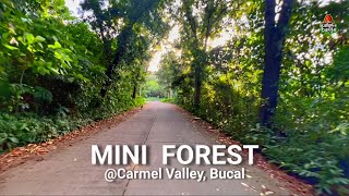 MINI FOREST 2024 Carmel Valley Brgy Bucal Calamba City [upl. by Lafleur]