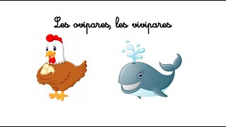 QLM CP Les ovipares les vivipares  activité [upl. by Eatnwahs]