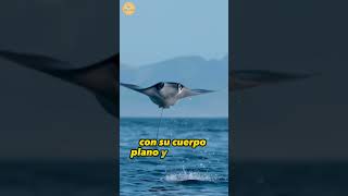 Los 10 Peces Más VENENOSOS del Mundo Mantarraya [upl. by Isman]