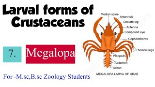 Part7 Larval forms of CrustaceaMegalopa For Msc Bsc Zoology Students [upl. by Marigold846]