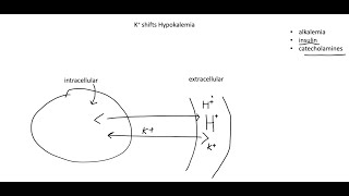 Potassium Hypokalemia Hyperkalemia and transcellular shifts [upl. by Stafani]