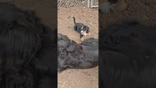 Bernese mountain dog puppies playing with Shasta and Kimmie too [upl. by Aij]