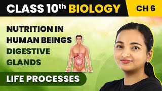 Class 10 Biology Chapter 6  Nutrition in Human Beings Digestive Glands  Life Processes [upl. by Ail]