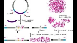 Yeast artificial chromosome YACs [upl. by Dedie228]