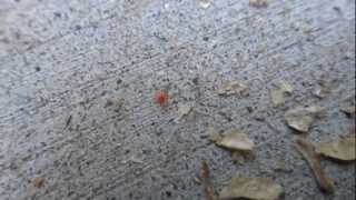 Micro Red Velvet Mite [upl. by Mahan]