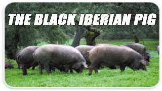 Raising The Black Iberian Pig For Meat [upl. by Armond]