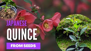 How to grow japanese quince from seed germinating japanese quince seeds Chaenomeles japonica [upl. by Bergmann]