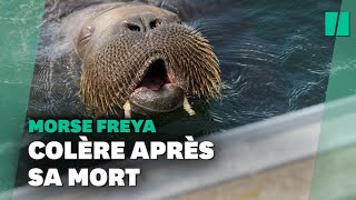 Le morse Freya star de lété en Norvège a été euthanasié [upl. by Stricklan]