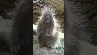 North American Porcupine Erethizon dorsatus  Observed in Description [upl. by Steven]