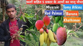 Miyazaki Mango Mother plant amp 5 Variety Mother plant with fruitplant available90623 49546 [upl. by Cruickshank]