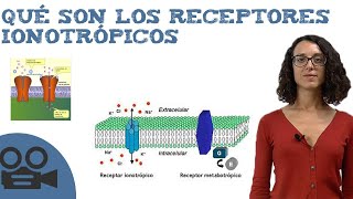 Los receptores ionotrópicos  Ejemplos y farmacología [upl. by Lati704]