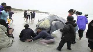 Exploding Southern Right Whale on beach near Cape Town  14 Sept 2005 [upl. by Jeniffer703]