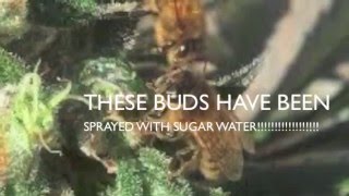 Cannabis and Honey bees whats the truth about honey bees and marijuana [upl. by Nibur]