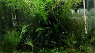 35L tank  Vietnamese Minnow Tanichthys micagemmae [upl. by Newcomer648]