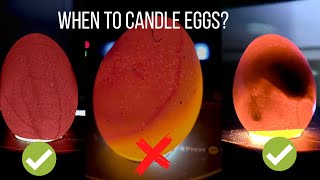 When to Candle Chicken Eggs  What is a Red Ring [upl. by Della]