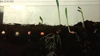 Seed germination Timelapse [upl. by Joachim]