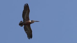 Spotbilled Pelican in Flight 4K [upl. by Howell]