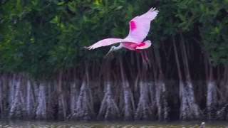 The Roseate Spoonbills of Florida Bay [upl. by Relyuhcs]