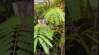 Tropical plants Leucaena leucocephala tropical shrots solsvlogs245 [upl. by Retsevlys]